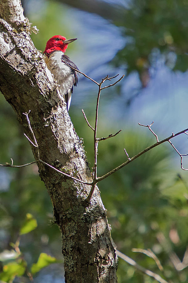 Redhead Woodpecker in the Croatan Photograph by Bob Decker