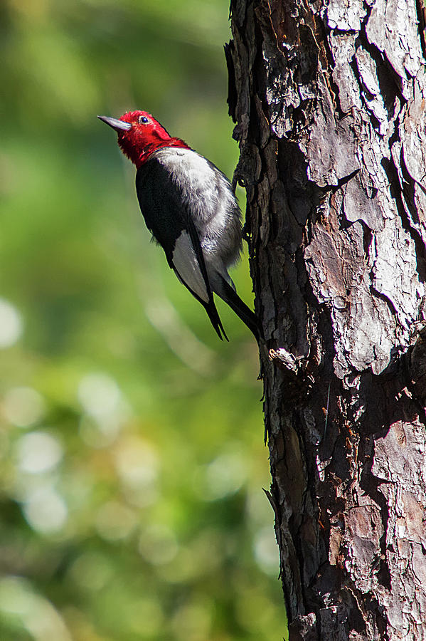 Redhead Woodpecker II Photograph by Bob Decker