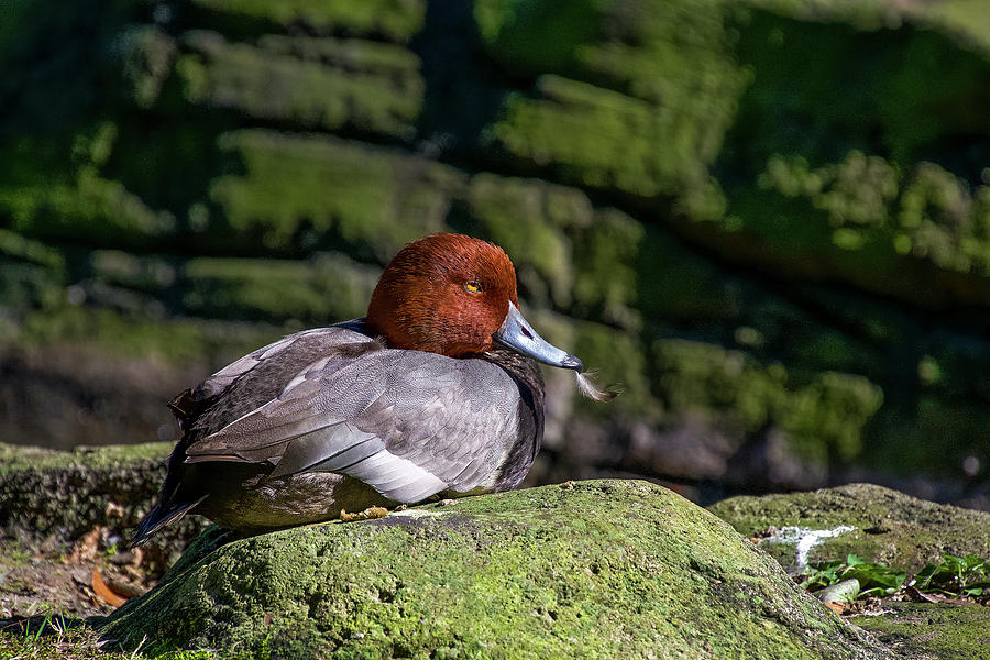 Red Headed Duck with Feather in Beak Photograph by TJ Baccari | Fine ...