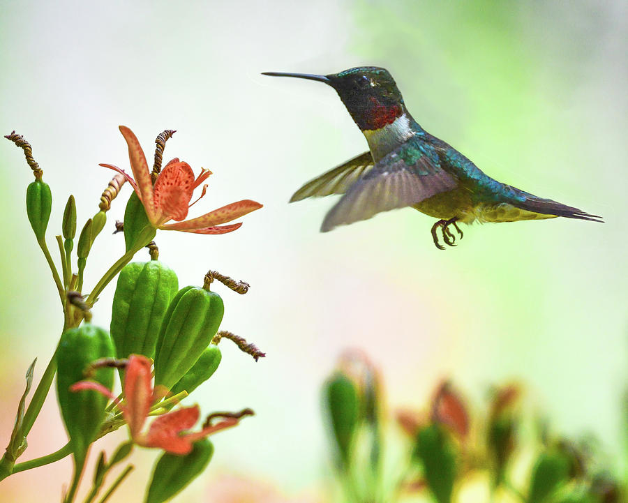 Redneck Hummingbird Photograph by Mary Lynn Giacomini