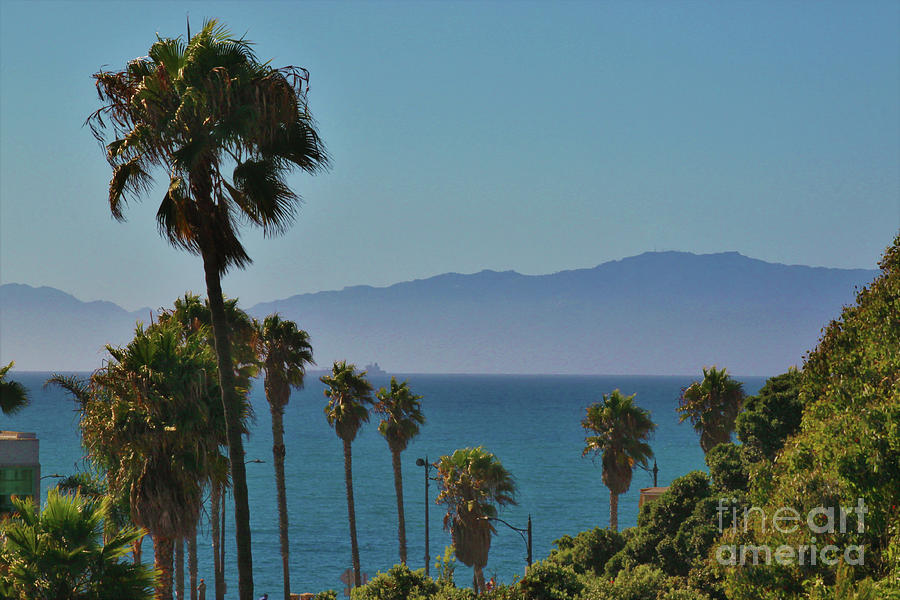 Redondo Beach Palms Photograph
