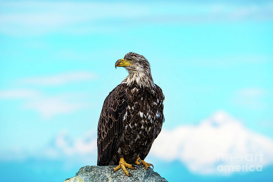 Redoubt Eagle Photograph by Dave Simon