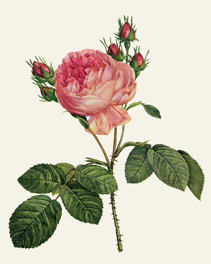 Redoutes Rose I Painting by Pierre Redoute