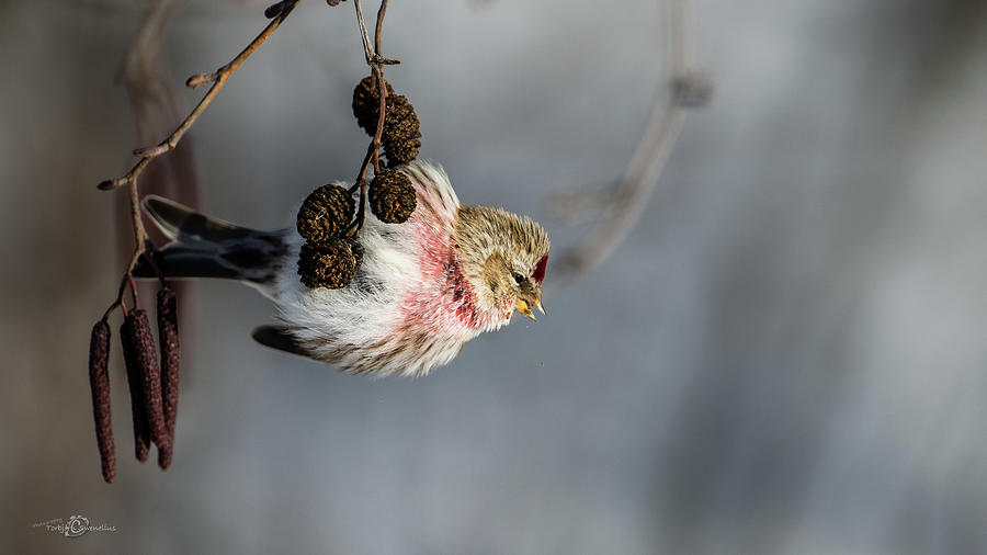Redpoll hanging on the alder twig searching for seed in the cone Photograph by Torbjorn Swenelius