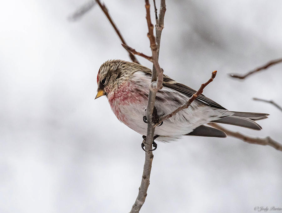 Redpoll in Winter Photograph by Jody Partin