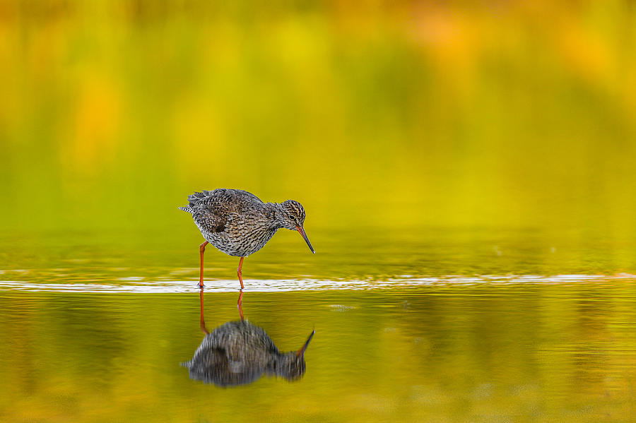 Redshank During The Sunrise Photograph by Ina Bouhuijzen