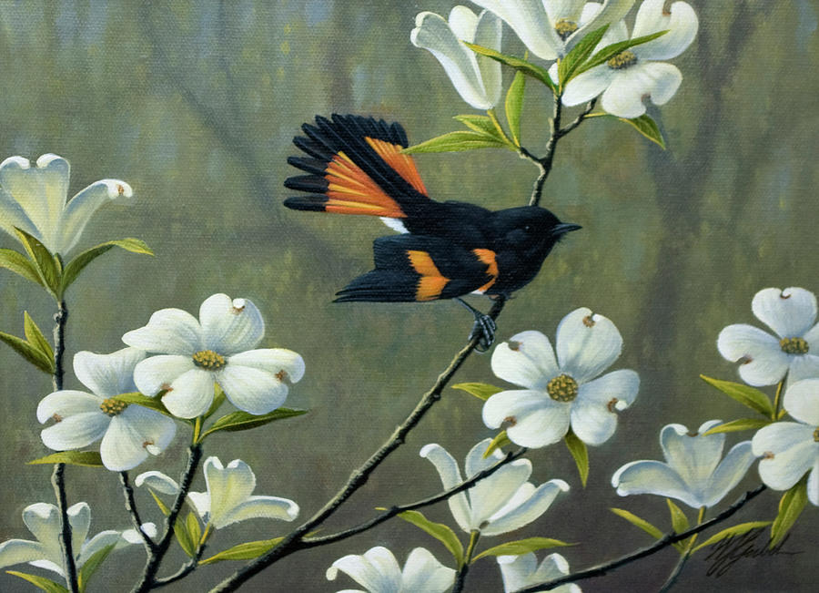 Bird Painting - Redstart & Dogwood by Wilhelm Goebel