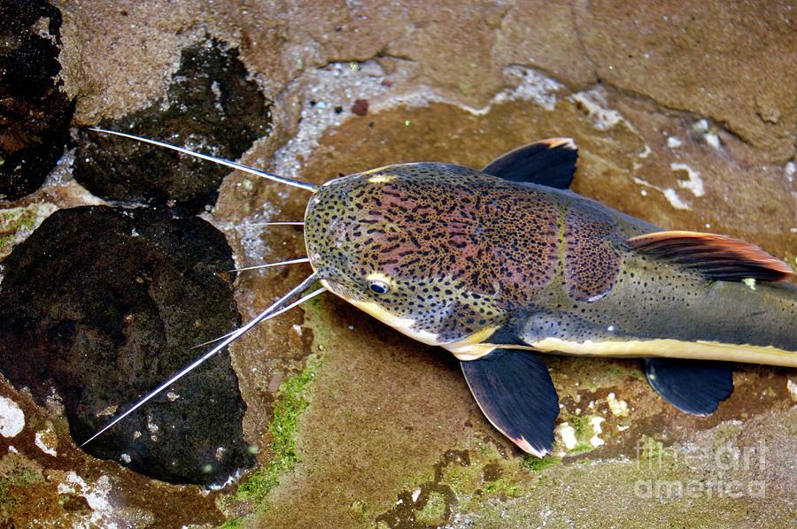 Redtail Catfish by Chris Hellier/science Photo Library