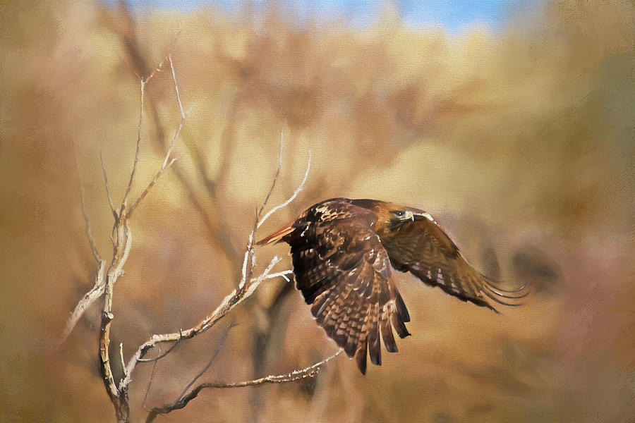 Redtail on the Move Photograph by Donna Kennedy