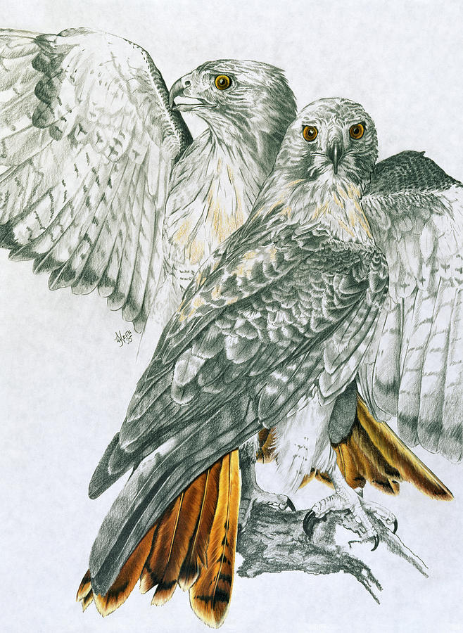 Red Tailed Hawk Painting - Redtailed Hawk by Barbara Keith