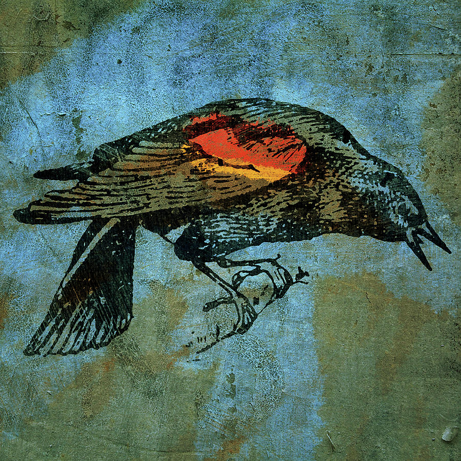 Bird Digital Art - Redwing Blackbird by John W. Golden