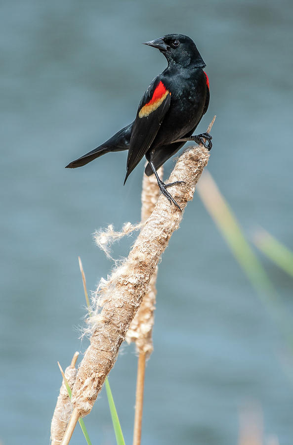 Redwing by Ree Reid Redwing by Ree Reid