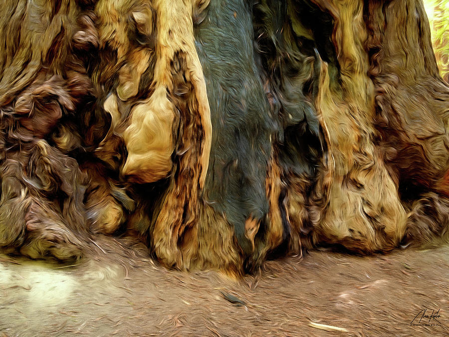 Redwood Abstract Photograph