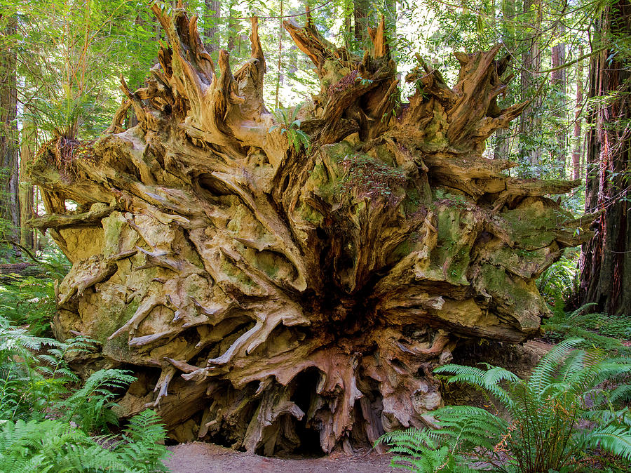 Redwood Anatomy Photograph by Michael Dyer | Pixels