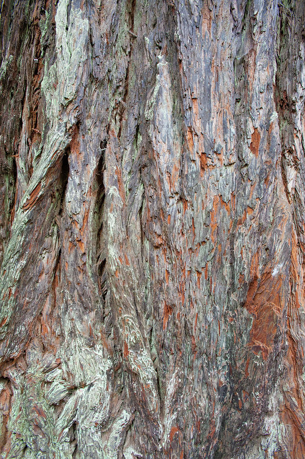 Redwood Bark Photograph by Mark Duehmig
