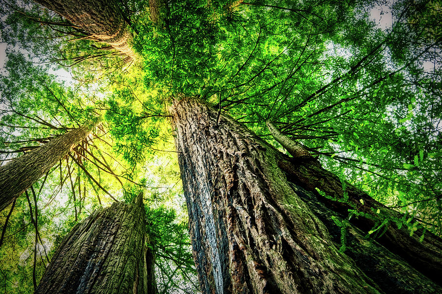 Redwood Canopy Radiance Photograph by Stuart Litoff