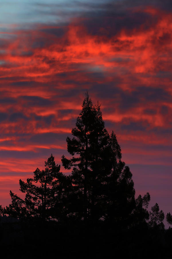 Redwood Dawn Photograph by Kathleen Bishop