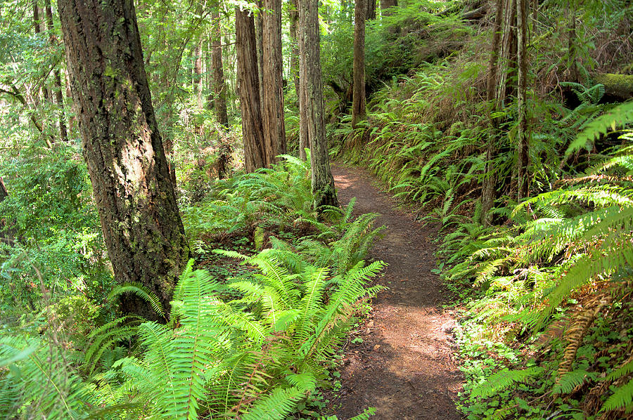 Ferns Photograph - Redwood Fern Trail by Cinnamon Sky Photography Ferns Photograph - Redwood Fern Trail by Cinnamon Sky Photography