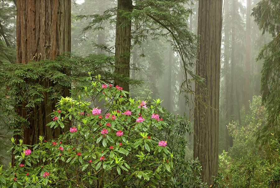 Redwood Fog Rhododendrons 8510 Painting by Mike Jones Photo - Fine Art ...