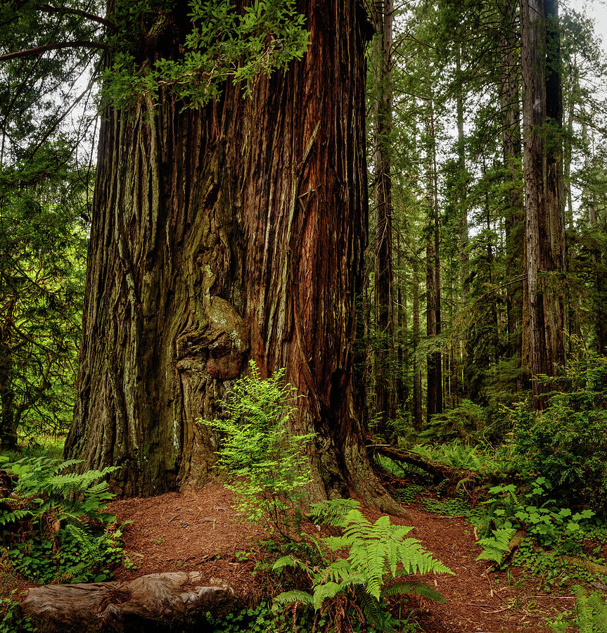 Redwood Forest 12 Photograph by Mike Penney - Fine Art America