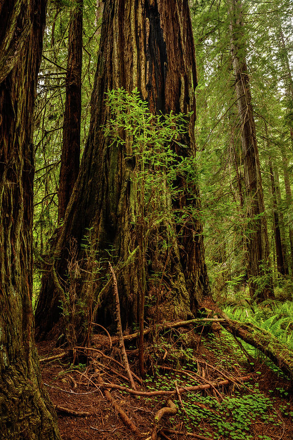 Redwood Forest 13 Photograph