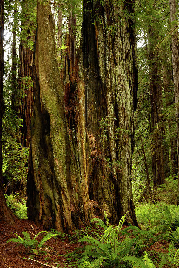 Redwood Forest 14 Photograph