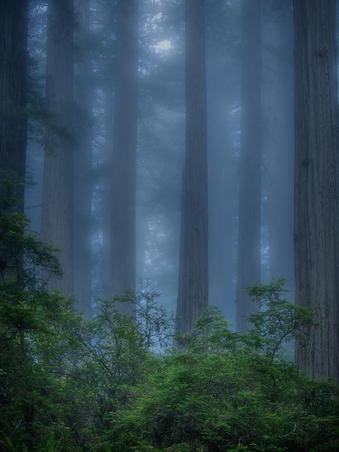 Tree Photograph - Redwood Forest by Chengming