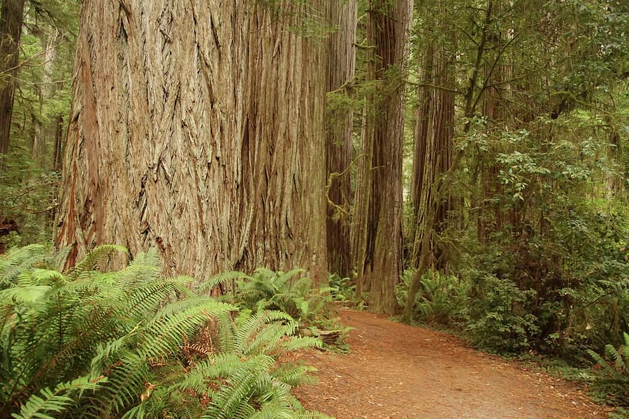 Redwood forest  Grove Photograph by Steve Estvanik