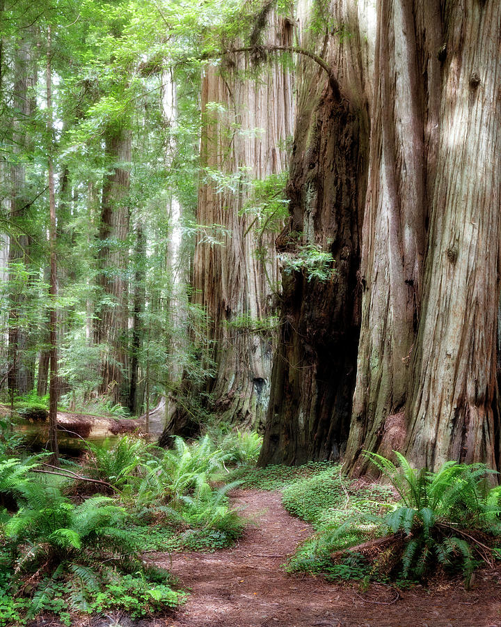 Redwood Forest Photograph by Lana Trussell Redwood Forest Photograph by Lana Trussell