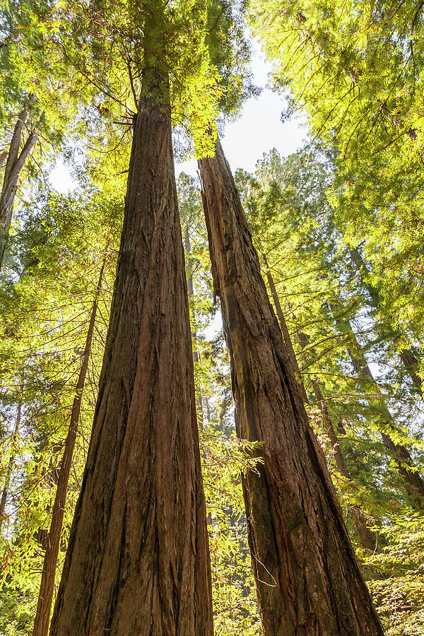 Redwood Forest National Park Northern Photograph By
