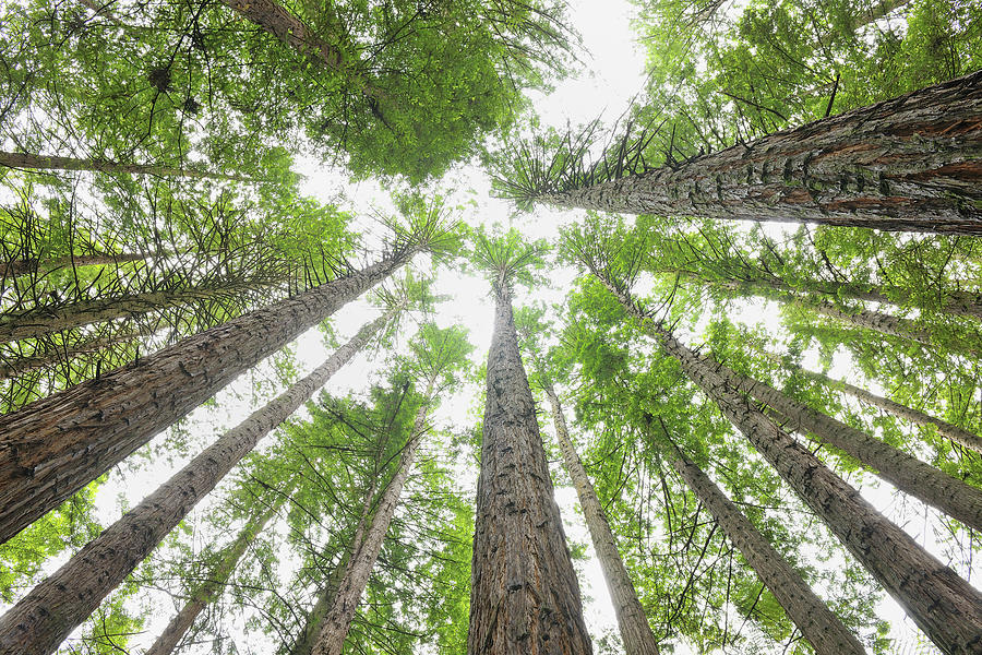 Redwood Forest Photograph by Raimund Linke