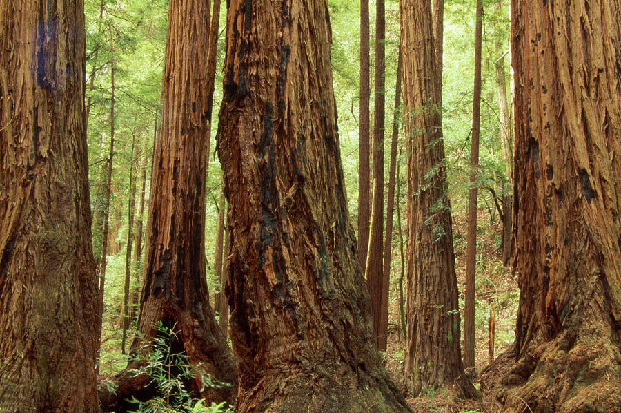 San Francisco Photograph - Redwood Forest by Soli Deo Gloria Wilderness And Wildlife Photography