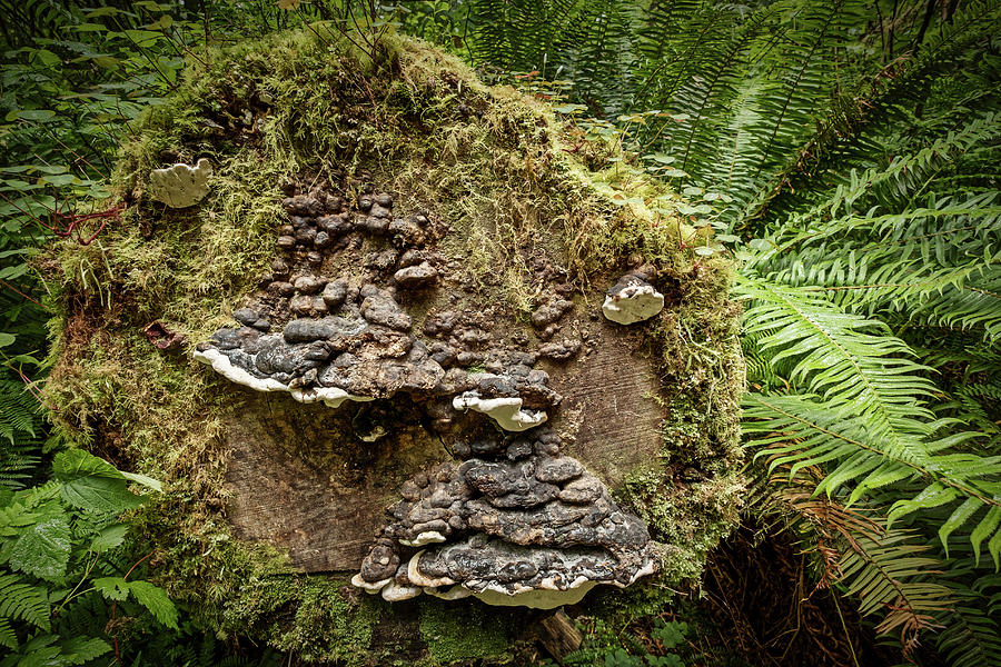 Redwood Fungus Face Photograph by Stuart Litoff