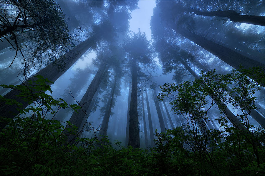 Redwood Giants Photograph by Greg Norrell