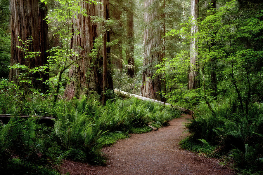 Redwood Lush Photograph