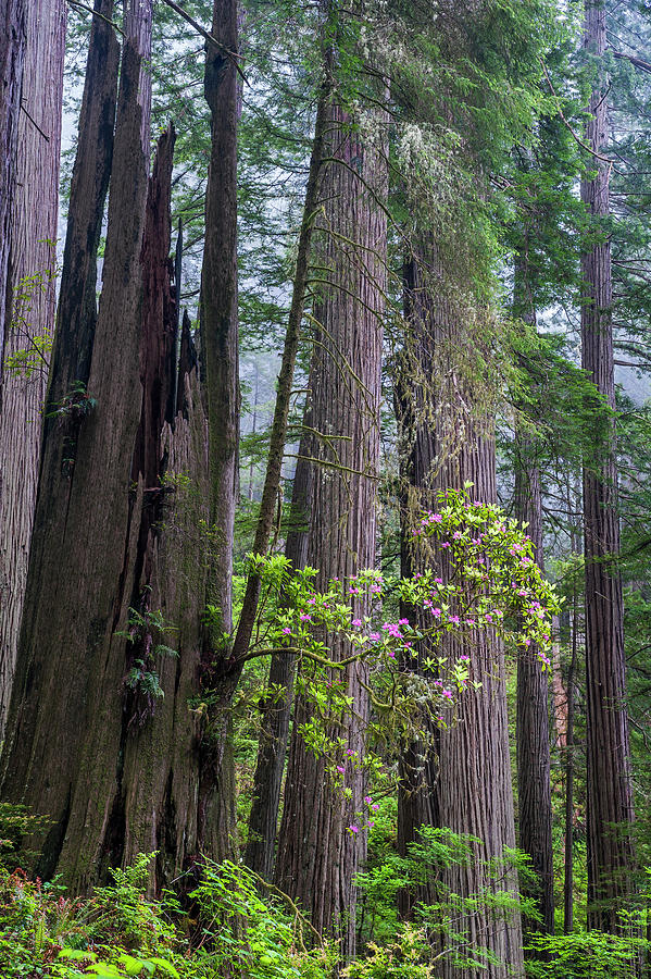 Redwood National Park Photograph by Jeff Foott