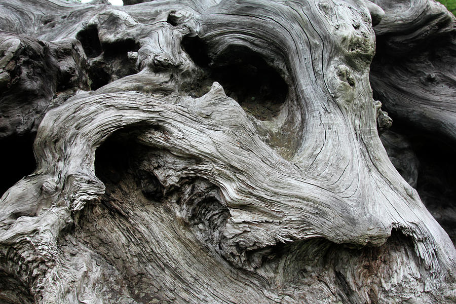 Redwood Root Driftwood Photograph by Robert Goldwitz