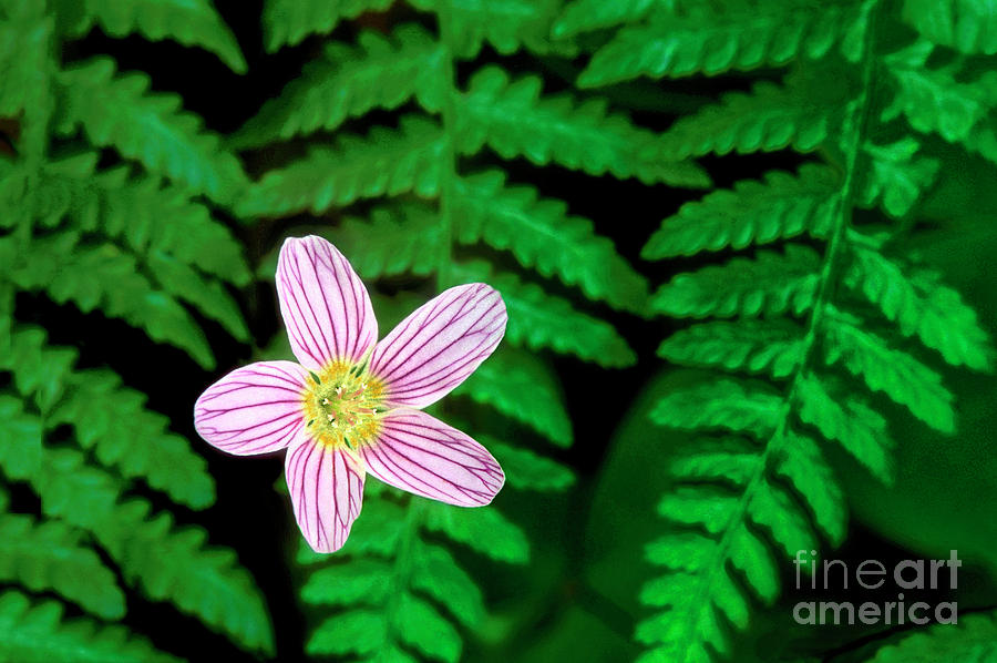 Redwood Sorrel Wildflower Nestled in Ferns Photograph by Dave Welling