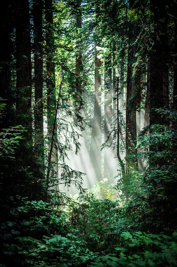 Redwood Sunshine Photograph by Joe Kopp