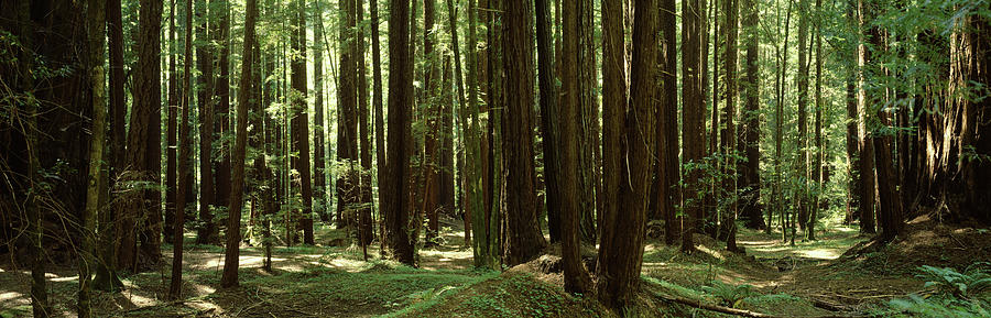 Tree Photograph - Redwood Trees Armstrong Redwoods St by Panoramic Images