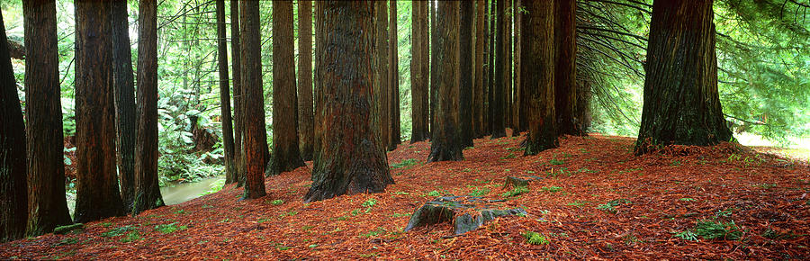 Redwood Trees Photograph - Redwoods 2 by Wayne Bradbury Photography Redwood Trees Photograph - Redwoods 2 by Wayne Bradbury Photography