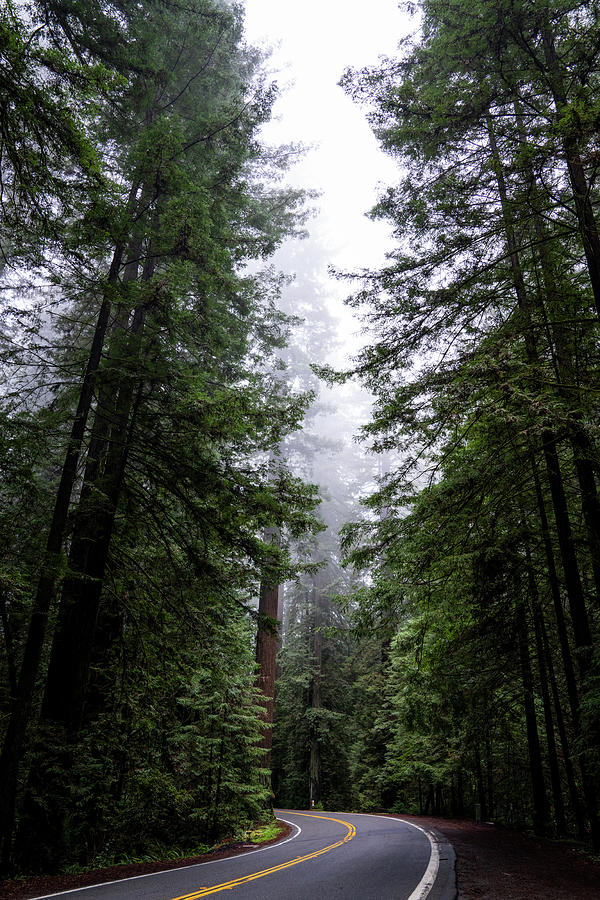 Redwoods Along Avenue Of The Giants Photograph by Sebastian Kennerknecht