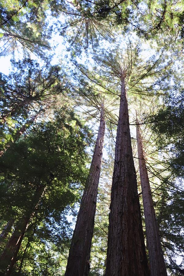 California Redwoods Photograph by Sarah Lilja