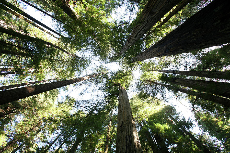 Redwood Trees Photograph - Redwoods by Chris Bliss