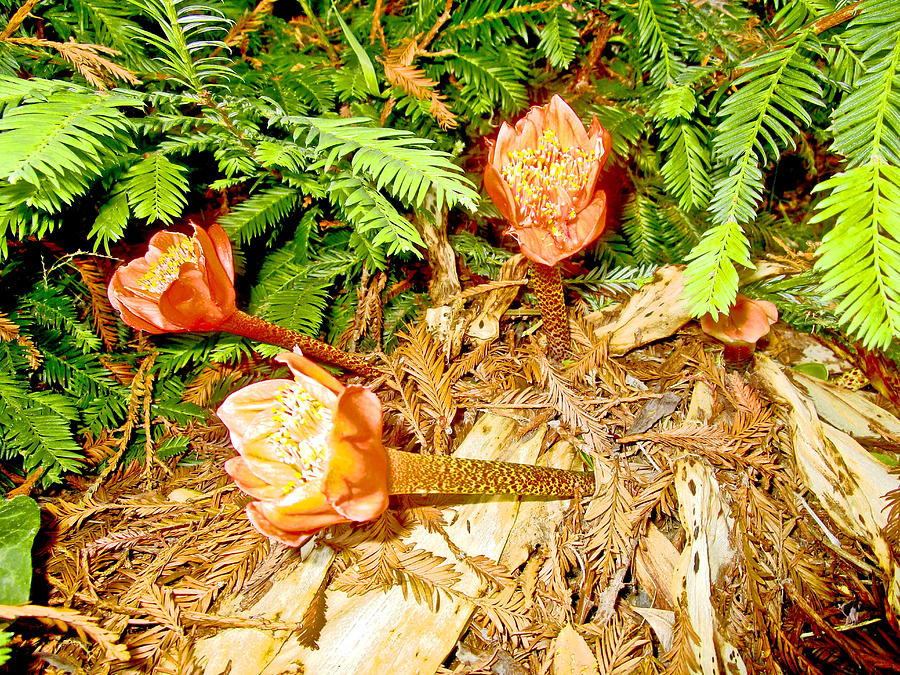 Redwoods Companion Photograph
