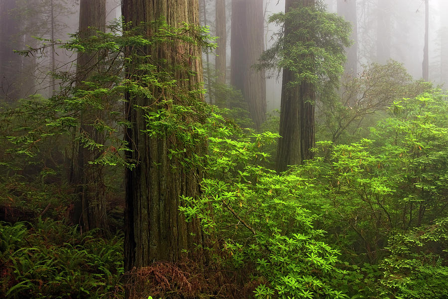 Nature Painting - Redwoods Fog 8-11 9135 by Mike Jones Photo