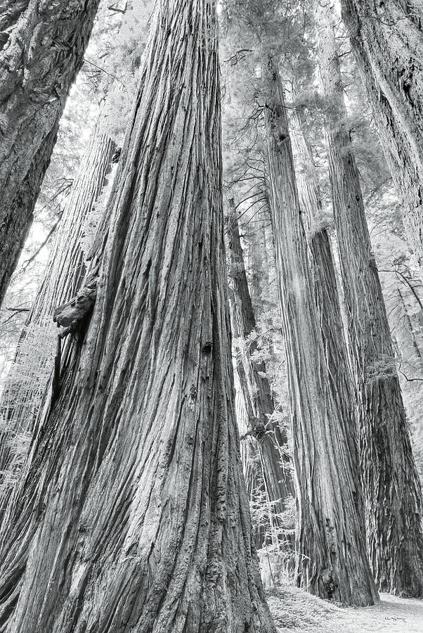 Black And White Photograph - Redwoods Forest IIi Bw by Alan Majchrowicz