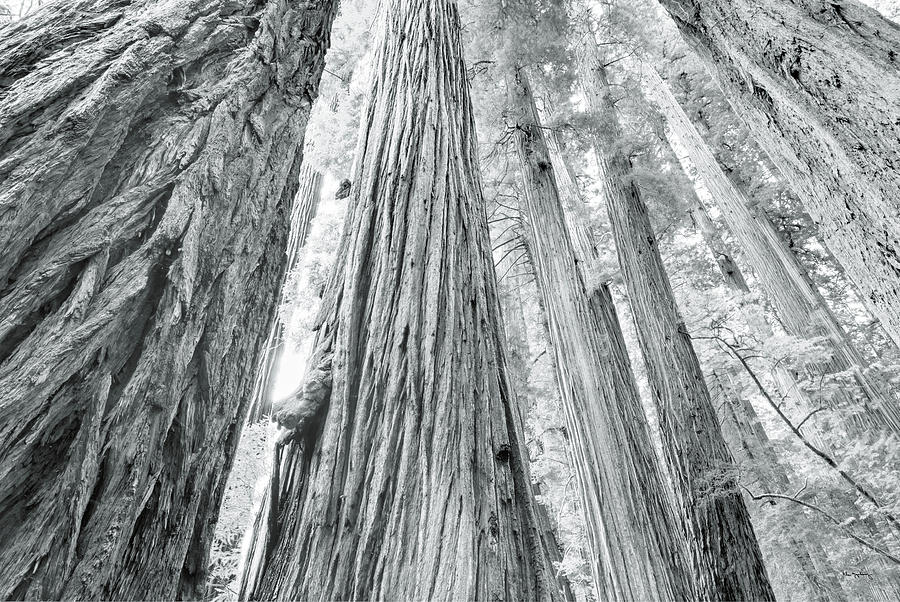 Abstract Photograph - Redwoods Forest Iv Bw by Alan Majchrowicz