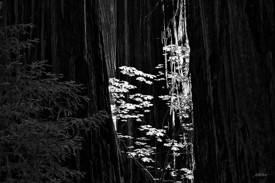 Redwoods Light and Texture Photograph by Leland D Howard