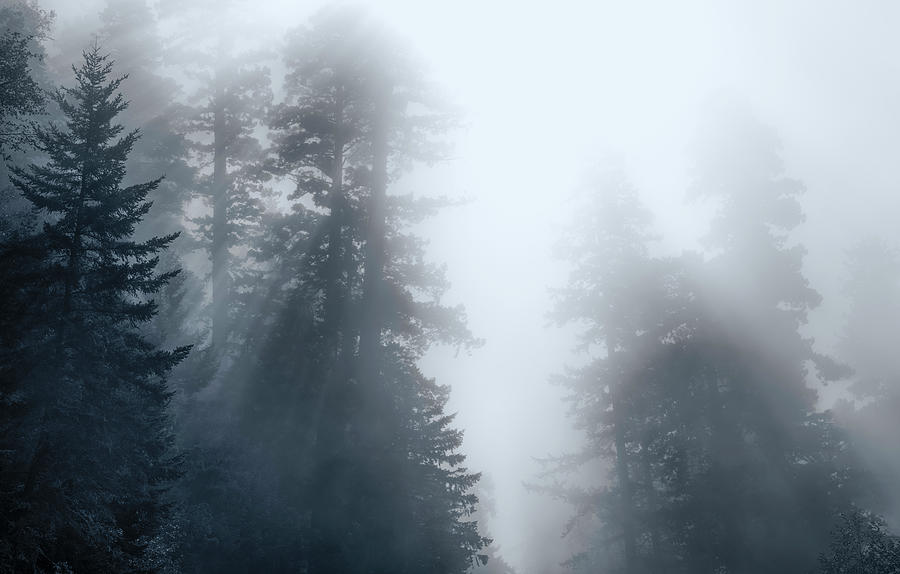 Tree Photograph - Redwoods Monochrome by Joseph S Giacalone